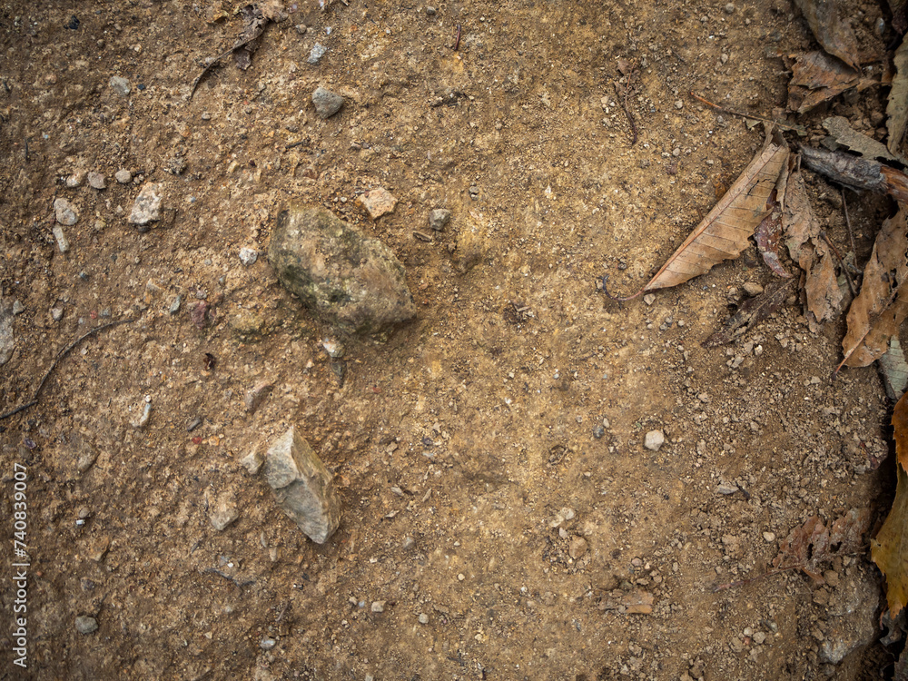 imagen detalle textura suelo de tierra con una piedra asomando y ramas secas imagen detalle textura suelo de tierra con una piedra asomando y ramas secas
