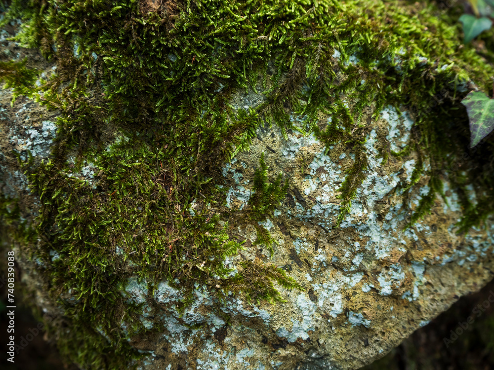 imagen detalle textura pared de piedra con moho verde encima imagen detalle textura pared de piedra con moho verde encima