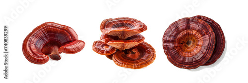 Set of Red reishi Mushroom (Lingzhi) isolated on white background 