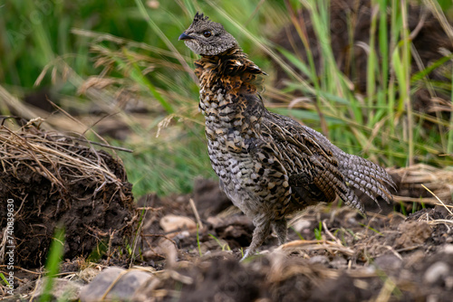 A Ruffed Grouse in the Wyoming Mountains