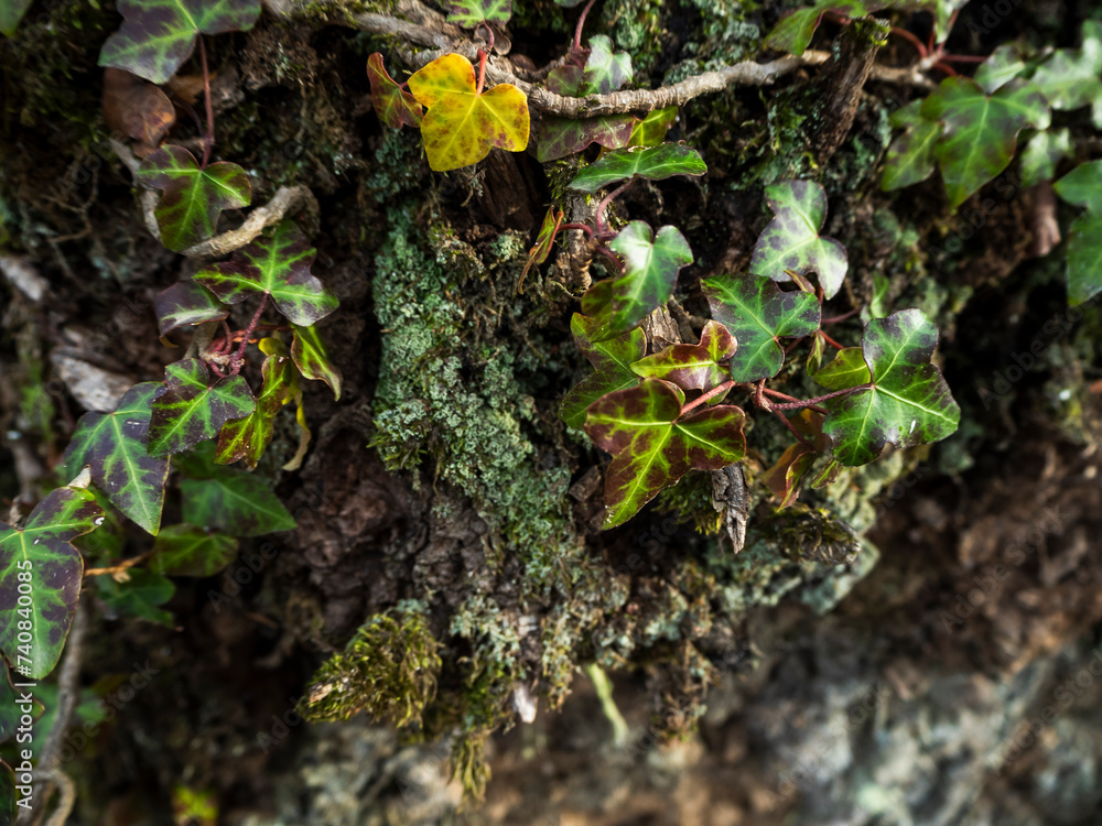 imagen detalle hojas de hiedra sobre una corteza de árbol con moho verde imagen detalle hojas de hiedra sobre una corteza de árbol con moho verde