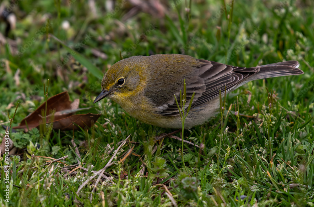 A Beautiful Molting Pine Warbler A Beautiful Molting Pine Warbler
