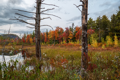 lifeless trees in foreground with colorful foliage in background photo