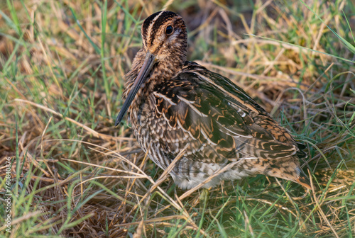 Common Snipe Pose photo