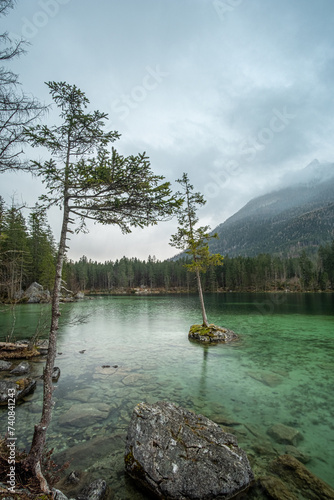 Lonely tree