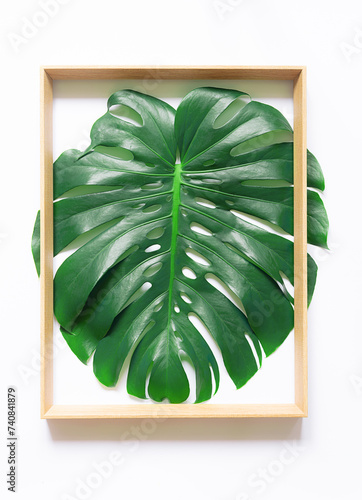 Artistic composition with green fresh monstera leaf on the wooden frame on white background. Creative design elements for your prodjects. photo