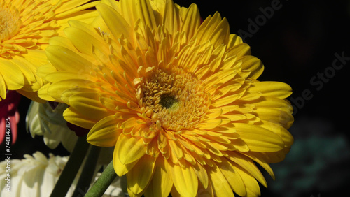 In a flower shop with large yellow flowers