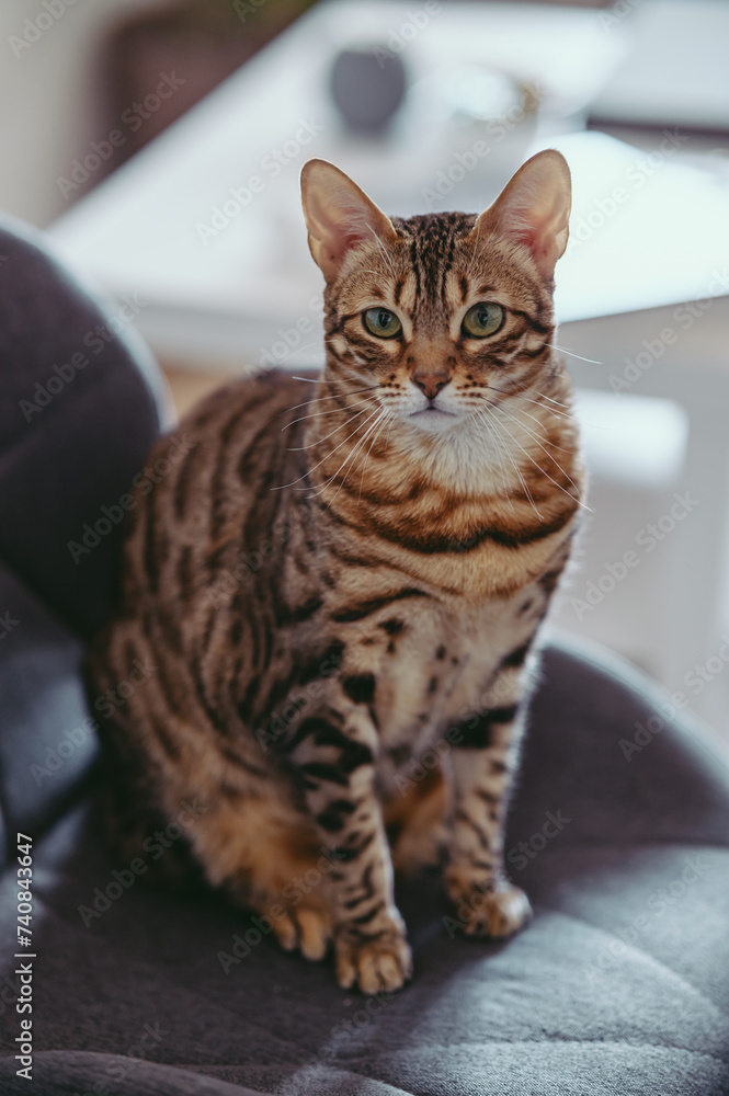 Bengal cat