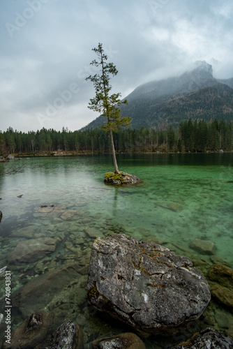 Loni tree on a rock
