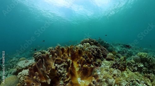 Underwater life scene. Tropical fish and corals. Marine sanctuary, protected area.