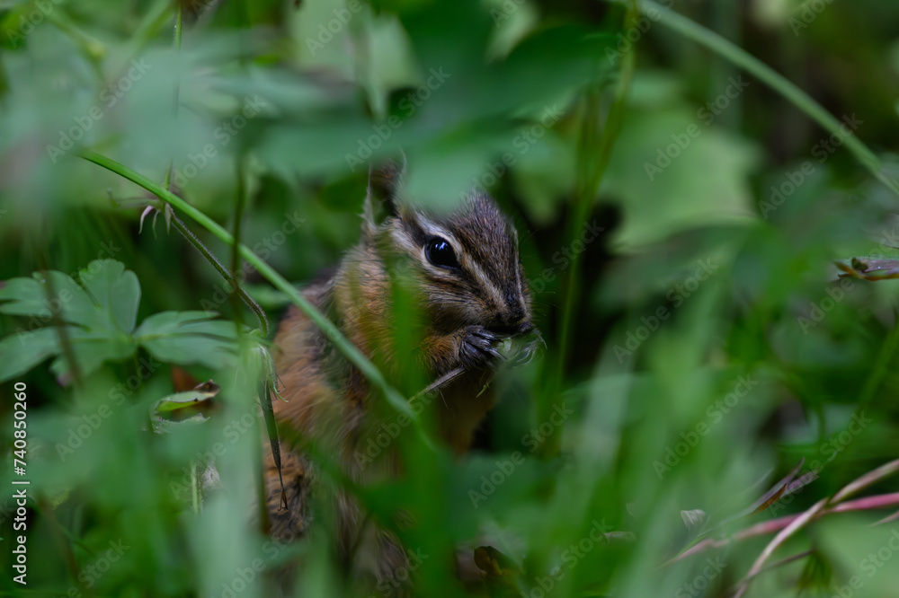 Well Hidden Chipmunk Eating in the Tall Grass Well Hidden Chipmunk Eating in the Tall Grass