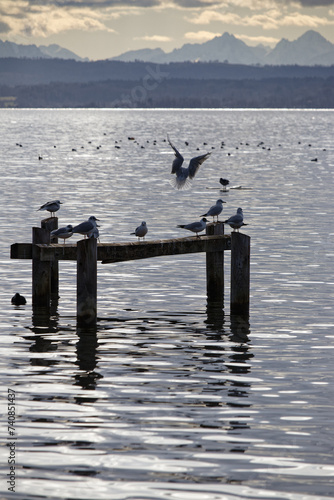 Lake Ammersee and the Bavarian Alps, seagulls on wooden poles, Bavaria, Germany, Europe © si2016ab