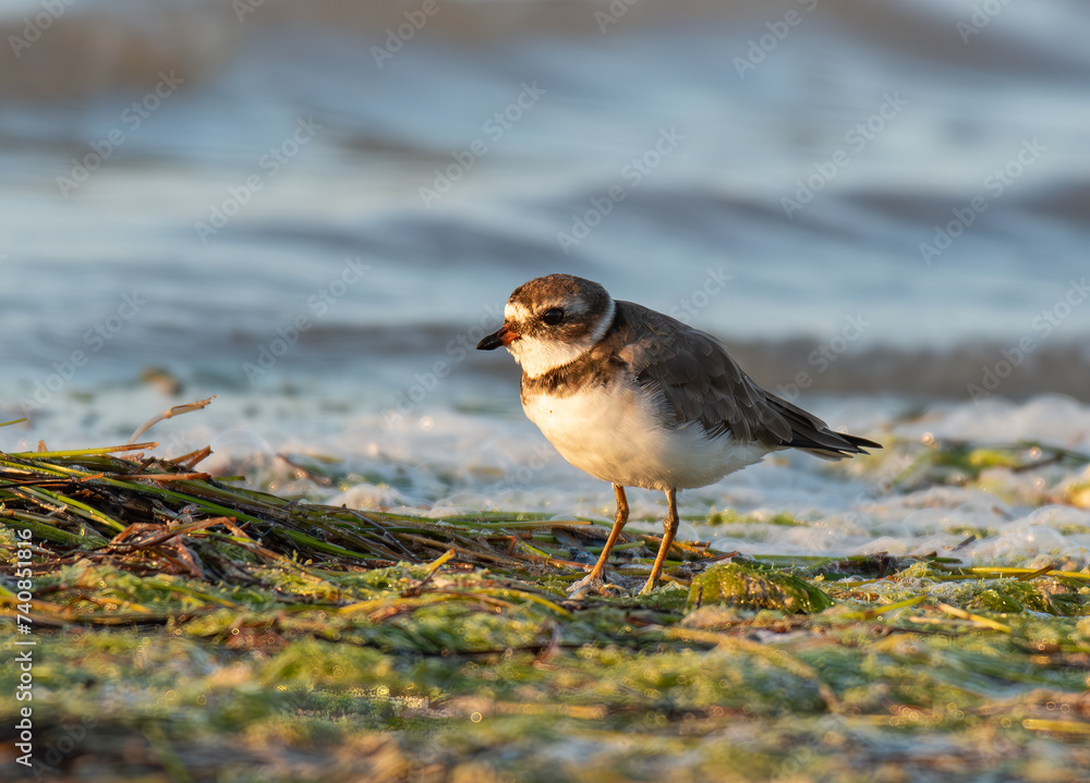 A Semipalmated Plover on the Beach at Sunrise A Semipalmated Plover on the Beach at Sunrise