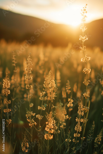 beautiful golden sunset in the summer meadow with grass and flowers.