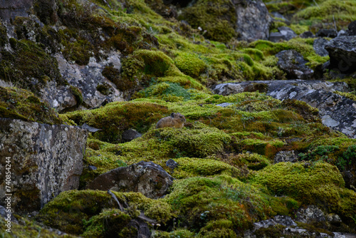 A Well Hidden Pika On a Mossy Mountain