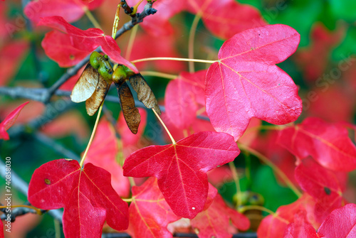 Detail of the red leaves of the Montpellier maple (Acer monspessulanum) in the autumn photo