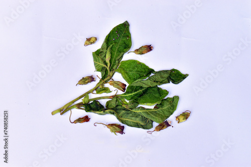 Dried leaves and flowers of...
