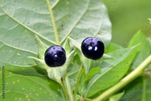 Detail of a ripe (black) fruits of belladonna (Atropa belladonna). photo