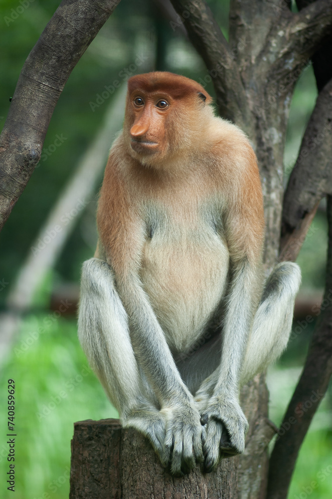 a reddish-brown skin color long nose monkey/proboscis monkey. 