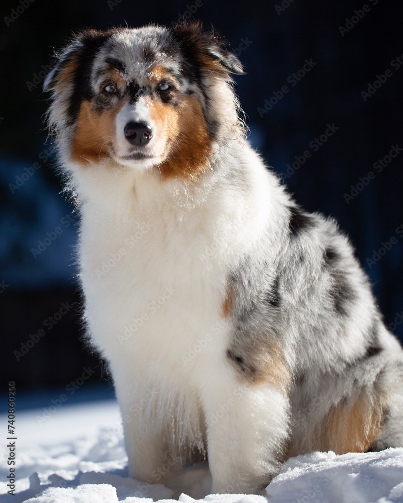 Australian shepherd blue merle dog