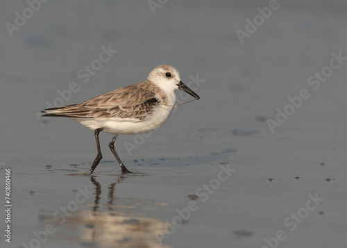 Fotografía A Sanderling Foraging for Food at the Beach