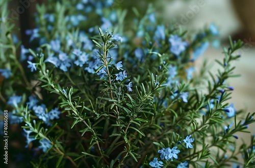 Rosemary Plant Flourishing with Blue Flowers - Aromatic Herb for Fresh Culinary Delights