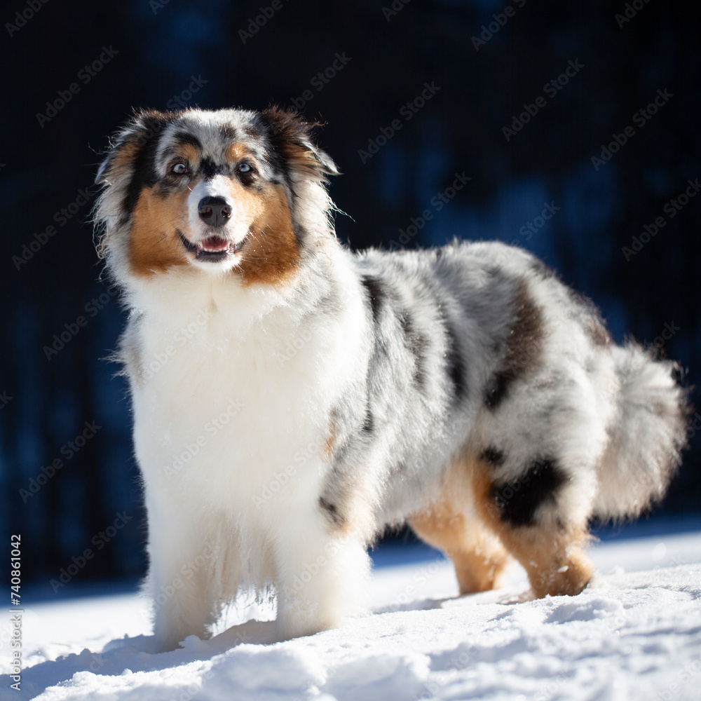 Australian shepherd blue merle dog