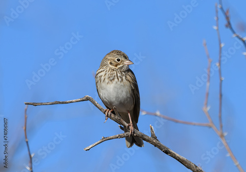 Vesper Sparrow Perched on a Winter Morning photo