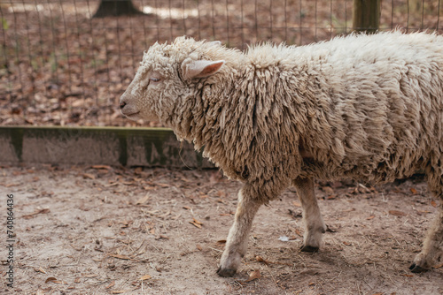 A large Sheep on a rescue farm in Florida