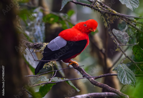Andean Cock-of-the-Rock Perched on a Branch in Ecuador's Cloud Forest