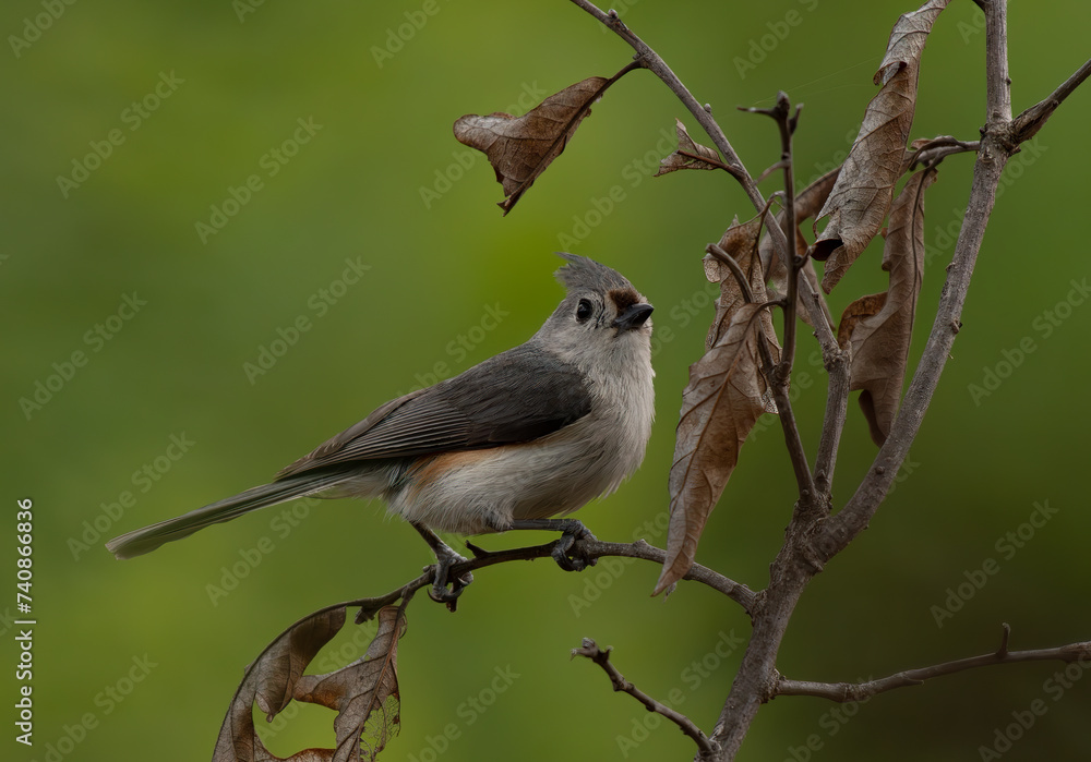 Tufted Titmouse Perched on a Small Branch Tufted Titmouse Perched on a Small Branch