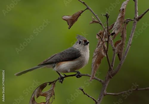 Tufted Titmouse Perched on a Small Branch 