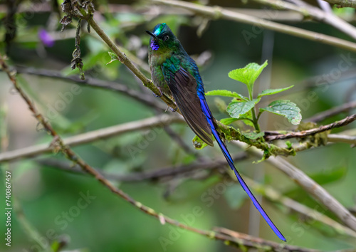 Tableau sur toile A Beautiful Violet-tailed Sylph in the Cloud Forest of Ecuador