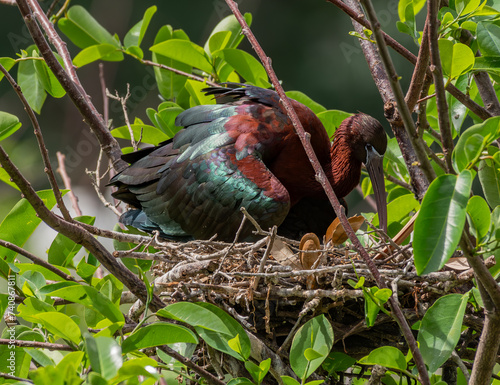 Glossy Ibis Tending to Its Nest photo