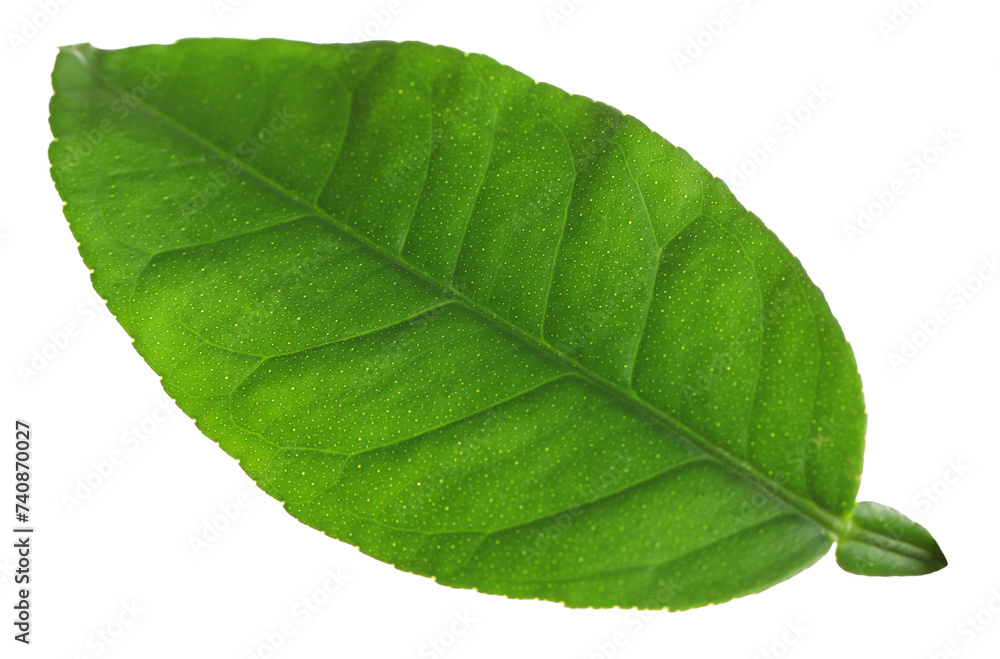 Obraz premium Green leaf of lemon tree isolated on white