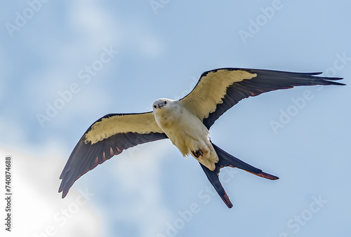 Swallow-tailed Kite in Flight