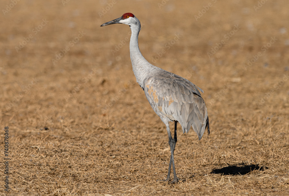 Fototapeta premium Sandhill Crane in a Field During Fall Migration