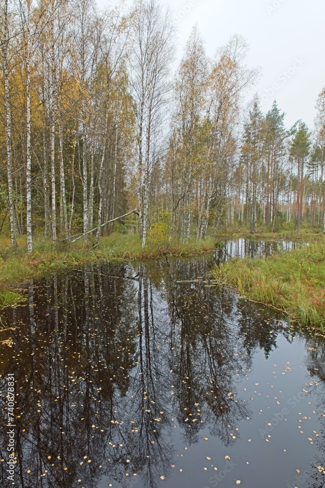 Small river flowing in autumn forest with leaves in water. 