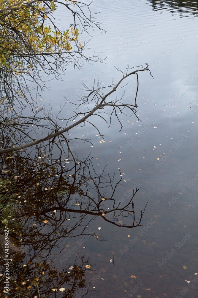 Fototapeta premium Leafless tree branch over lake in autumn with cloudy sky reflecting on water surface.