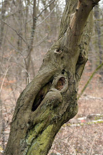 waldgeist