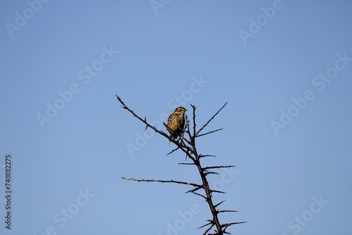 Paruline couronnée photo