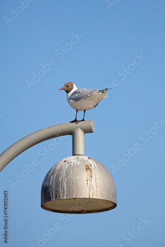 Black-headed gull standing on street light, Meilahti, Helsinki, Finland. photo