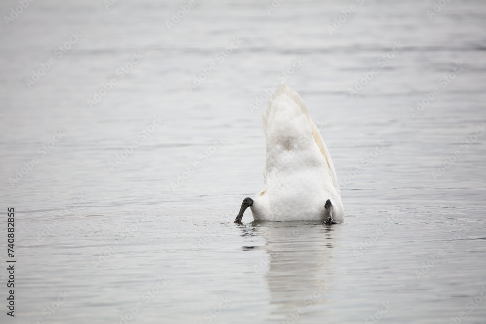 Obraz premium Mute swan (Cygnus olor) is feeding in the sea, Lauttasaari, Helsinki, Finland.