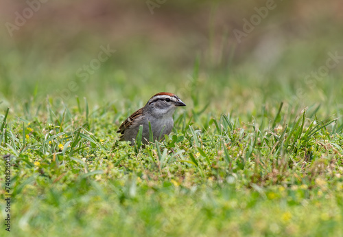 A Chipping Sparrow Foraging on the Ground