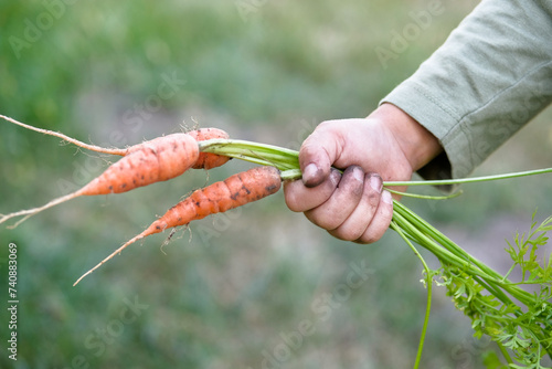 Carrots with leaves in a child's hand. Harvest , gardening