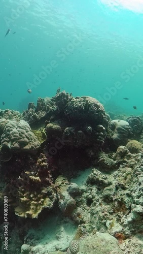 Wallpaper Mural Underwater scene with coral garden. Tropical fish and coral reef. Vertical view. Torontodigital.ca