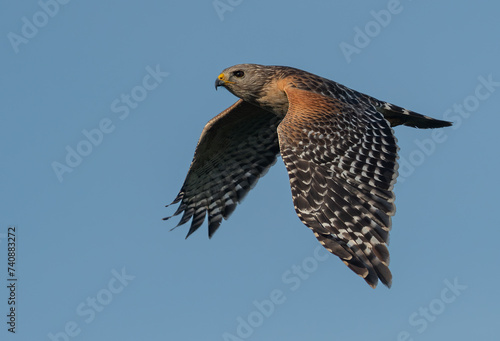 A Beautiful Red-shouldered Hawk in Flight