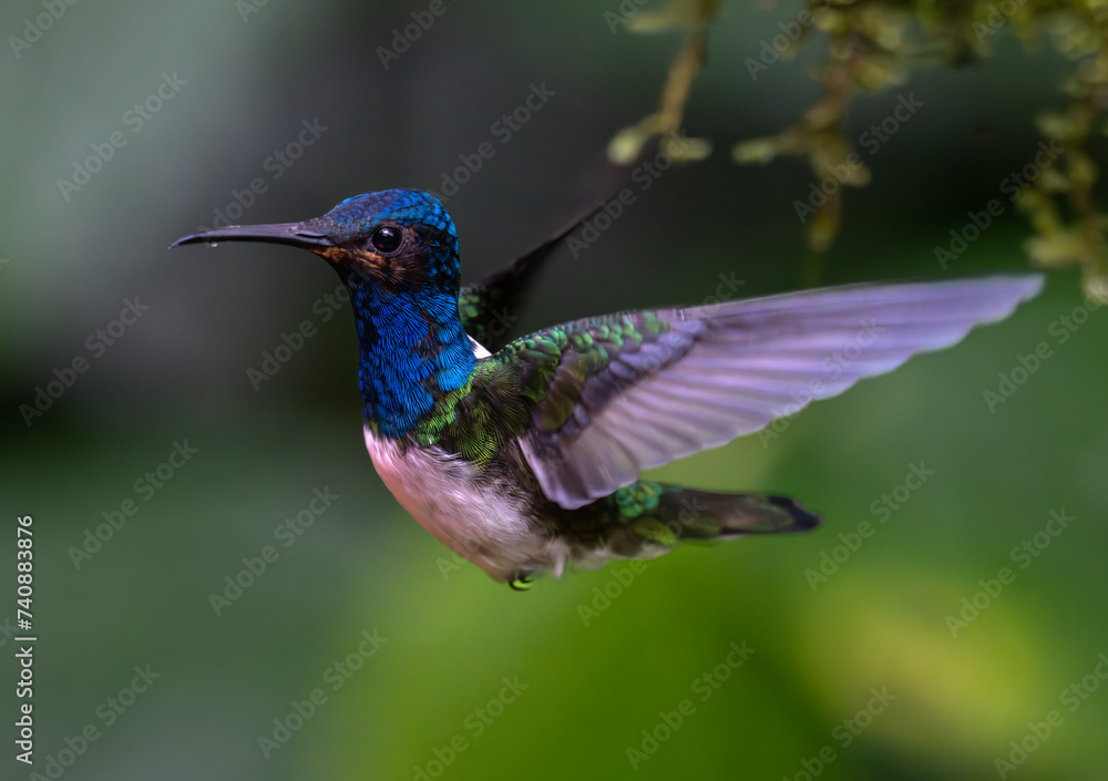 White-necked Jacobin in Flight White-necked Jacobin in Flight