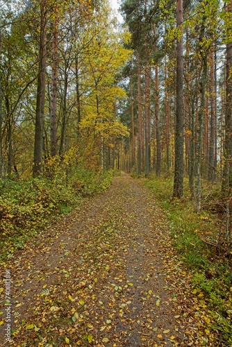 Gravel path in forest with leaves on the ground in cloudy autumn weather.