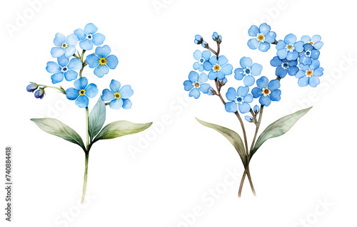 Blue forget-me-not flowers, watercolor clipart illustration with isolated background.